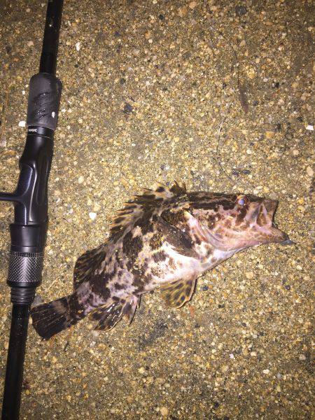 シーバス＆チヌ狙いだが・・・